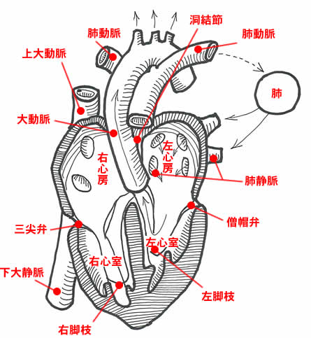 心臓の構造図