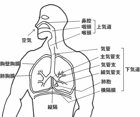 呼吸器の図