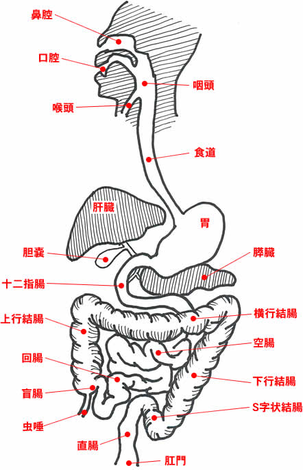 消化器系の構造