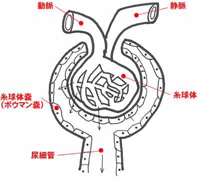 腎小体