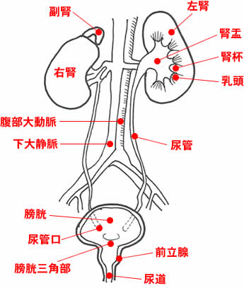 腎臓・泌尿器系の構造