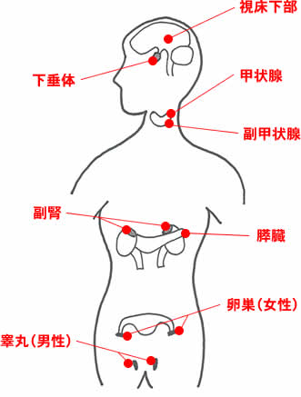 内分泌腺の図