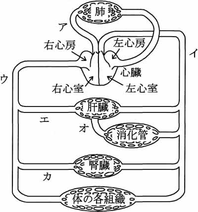 血液循環の経路